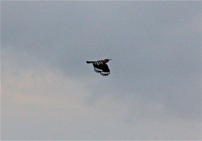 Eurasian Hoopoe by Ben Barkley - La Paz Group