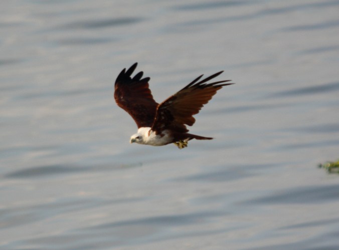 Brahminy Kite by Ben Barkley - La Paz Group