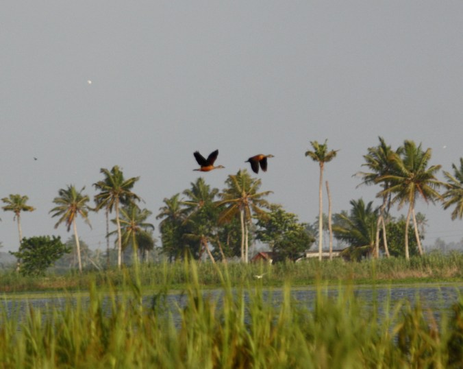 Lesser Whistling Duck by Ben Barkley - La Paz Group