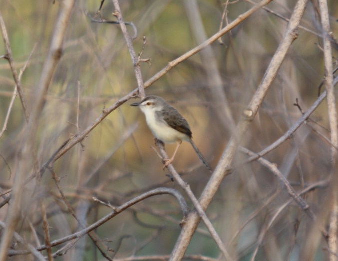 Plain Prinia by Ben Barkley - La Paz Group