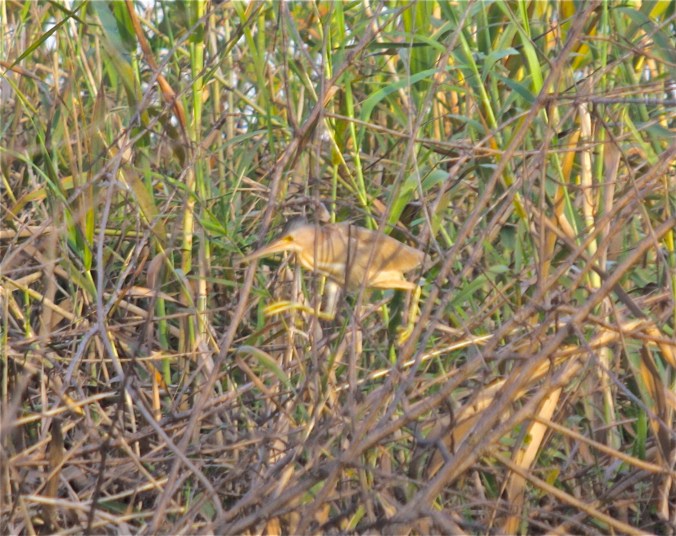 Yellow Bittern by Ben Barkley - La Paz Group