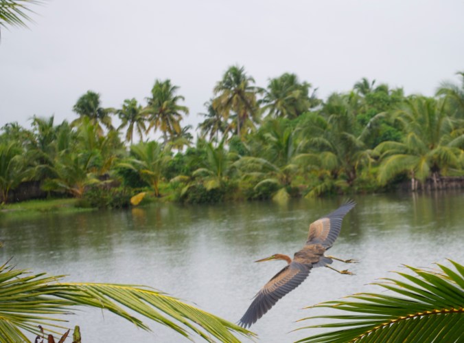 Purple Heron by Praveen Rengaraj - La Paz Group
