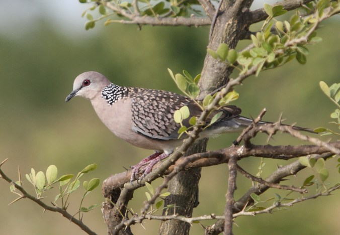 Spotted Dove by Ben Barkley - La Paz Group