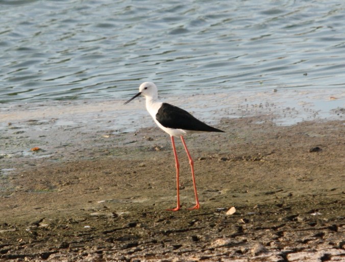 Black-winged Stilt by Ben Barkley - La Paz Group
