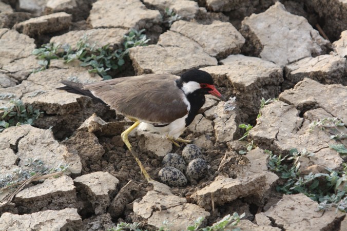 Red-wattled Lapwing by Ben Barkley - La Paz Group