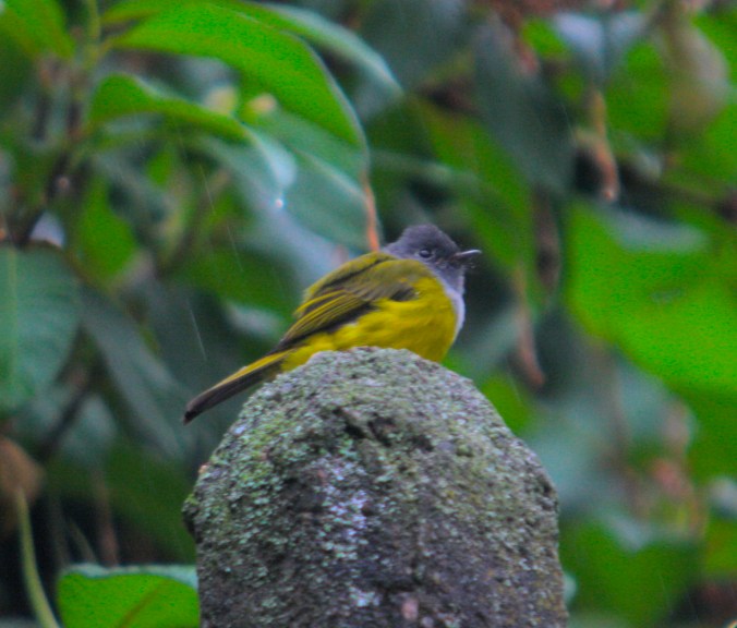Grey-headed Canary Flycatcher by Ben Barkley - La Paz Group