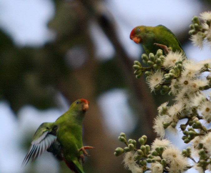 Sri Lanka Hanging Parrot by Ben Barkley - La Paz Group