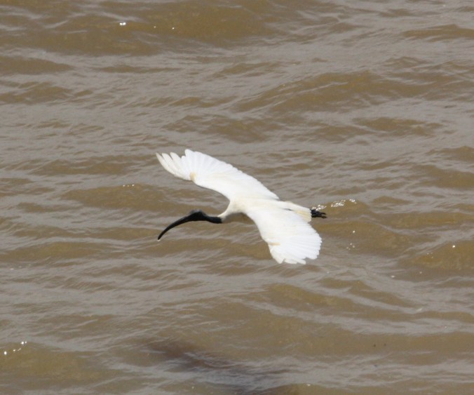 Black-headed Ibis by Ben Barkley - La Paz Group