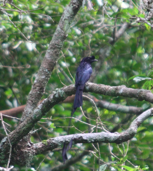 Greater Racket-tailed Drongo by Ben Barkley - La Paz Group