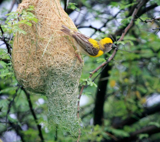 Baya Weaver Nest Repair