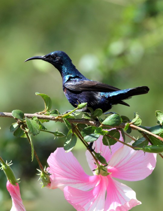 Purple Sunbird by Anukash - La Paz Group