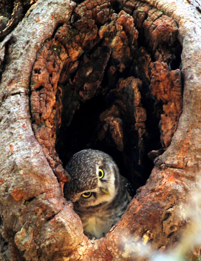 Spotted Owlet by Anukash - La Paz Group