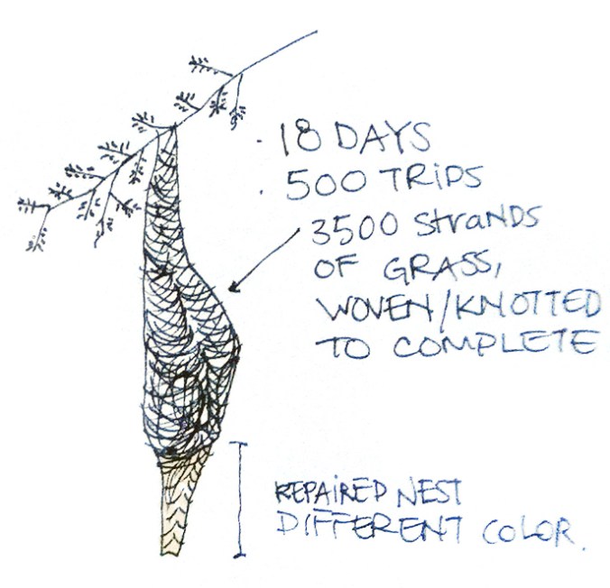 Notes about the Baya Weaver Nest (By Karen Chi-Chi Lin)