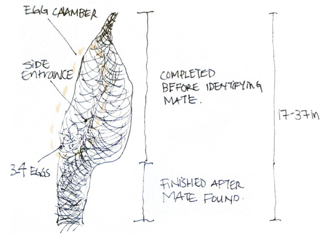 Typical Nest Anatomy (By Karen Chi-Chi Lin)