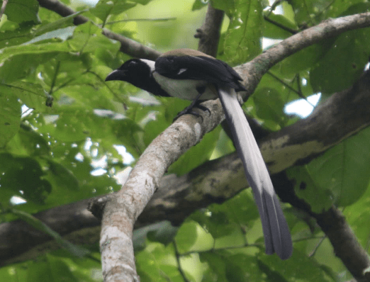 White-bellied Treepie by Ben Barkley - La Paz Group