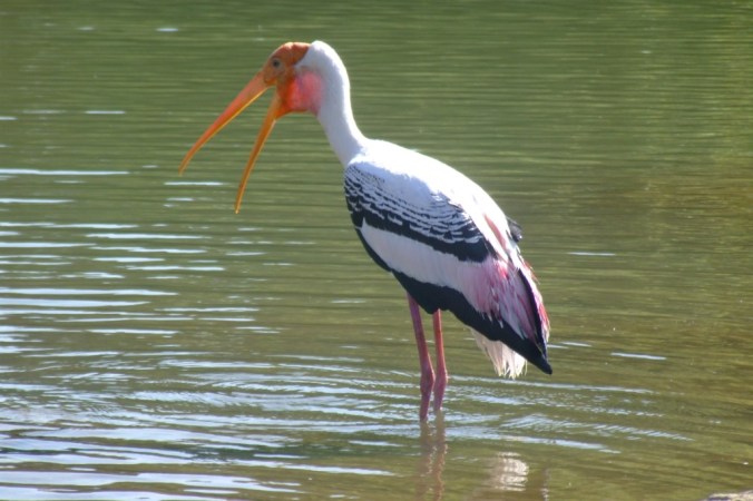 Painted Stork by Ramesh Kidangoor - Organikos