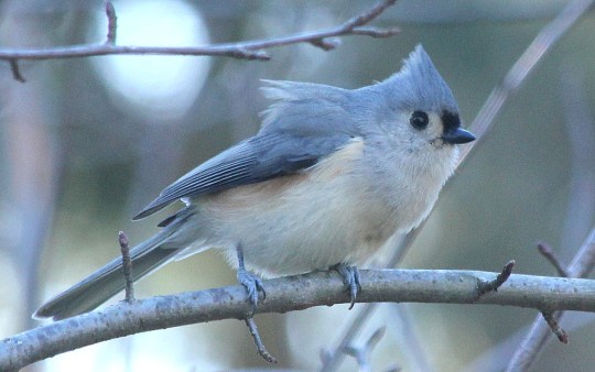 Tufted Titmouse by Justin Proctor - La Paz Group