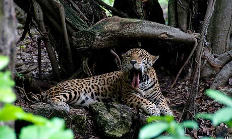 A jaguar – a symbol of Mayan royalty – is endangered but roams free in the Maya Biosphere Reserve, Guatemala. Photograph: Larry Larsen/Alamy