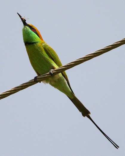 Green bee eater by Anukash - La Paz Group
