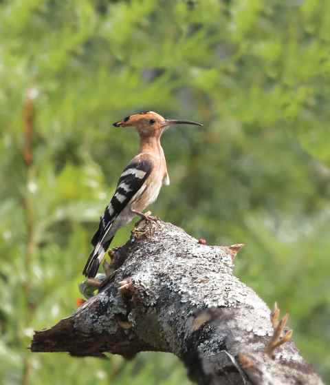 Hoopoe by Anukash - La Paz Group
