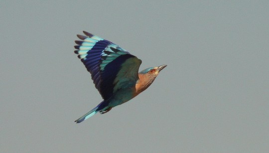 Indian Roller by Anukash - La Paz Group