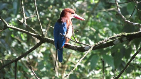 White-throated Kingfisher by Salim E.I - La Paz Group