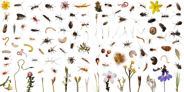 liittschwager_fynbos_collage_12x24_book