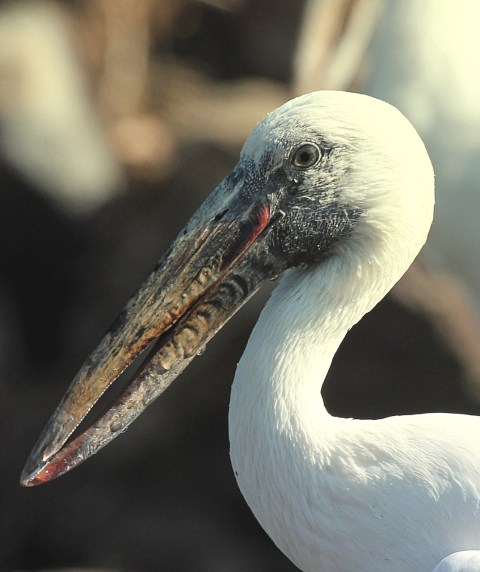 Openbill Stork by Anukash - Organikos