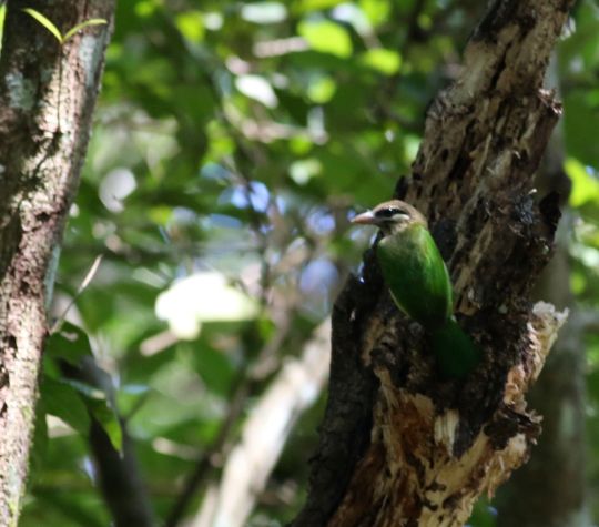 small green barbet by Michael Tiemann - La Paz Group