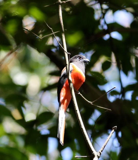 Malabar Trogon by Michael Tiemann - La Paz Group