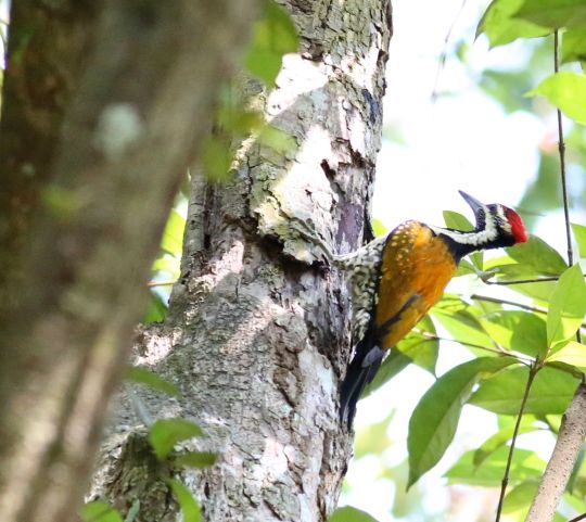Black-rumped Flameback Woodpecker by Michael Tiemann - La Paz Group