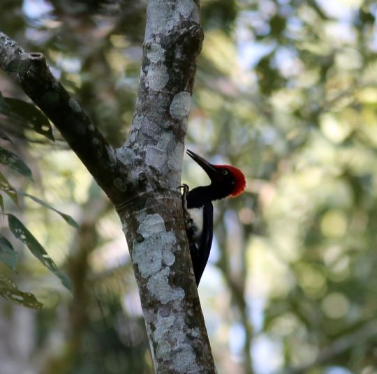 White-bellied Woodpecker by Michael Tiemann - La Paz Group