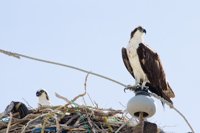 Osprey by Milo Inman - La Paz Group