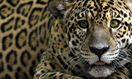 Jaguars once roamed widely from the south-western United States to Argentina, but have lost nearly half of their natural territory and have disappeared altogether from some countries. Photograph: Mauricio Lima/AFP/Getty Images