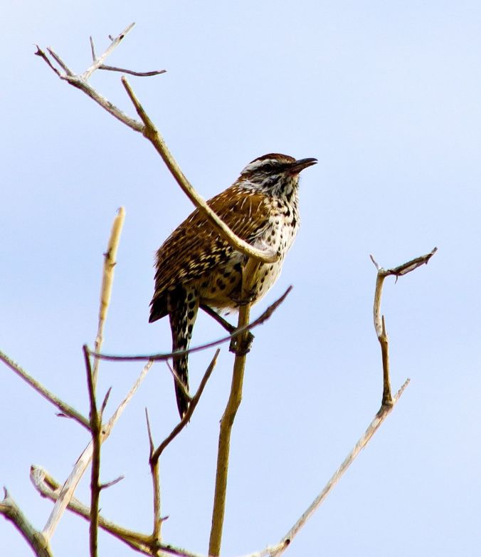 Cactus Wren by Milo Inman - La Paz Group