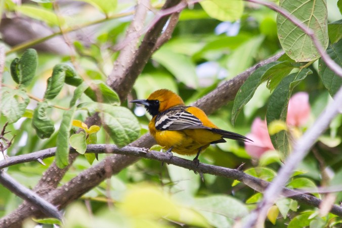 Hooded Oriole by Milo Inman - La Paz Group
