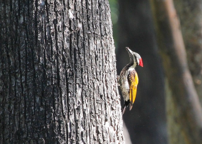Black-rumped Flameback by Anukash - Organikos