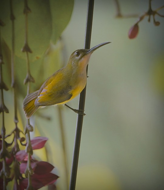 Little Spiderhunter by Anukash - La Paz Group