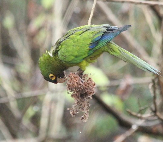 Orange-fronted Parakeet by Justin Proctor - La Paz Group