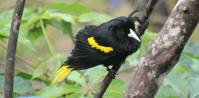 Yellow-winged Cacique by Justin Proctor - La Paz Group