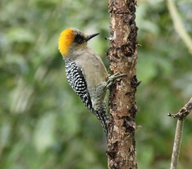 Golden-cheeked Woodpecker by Justin Proctor - La Paz Group