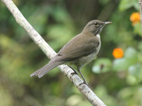 White-throated Thrush by Justin Proctor - La Paz Group