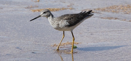 Greater Yellowlegs by Justin Proctor - La Paz Group