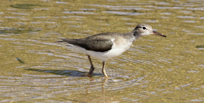 Spotted Sandpiper by Justin Proctor - La Paz Group