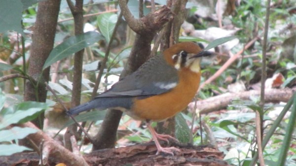 Orange-headed Thrush by Salim E.I. - La Paz Group