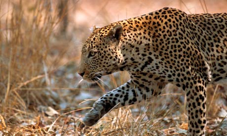 Zambia's leopard