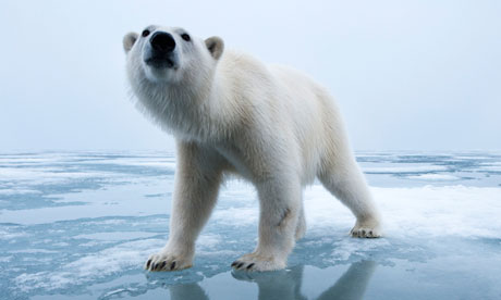 Some polar bears may have to be placed in temporary holding compounds until it is cold enough for them to go back on to the sea ice, say scientists. Photograph: Paul Souders/Corbis