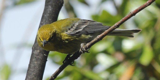 Pine Warbler by Justin Proctor - La Paz Group