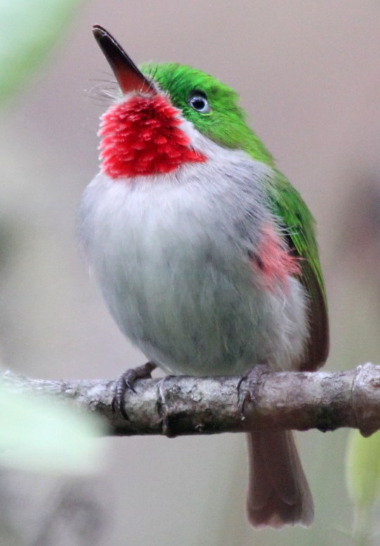 Narrow-billed Tody by Justin Proctor - La Paz Group