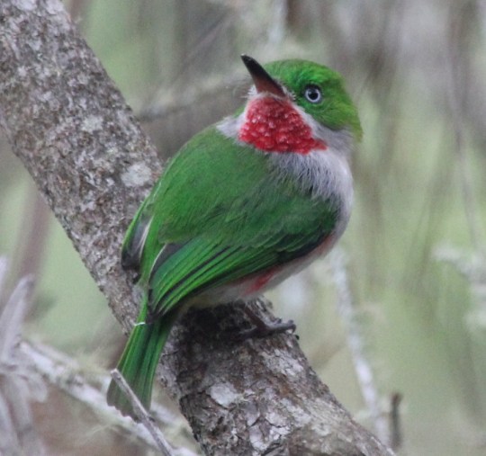 Narrow-billed Tody by Justin Proctor - La Paz Group